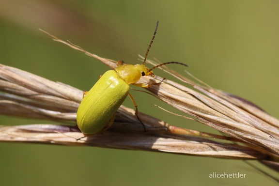 Schwefelkäfer (Cteniopus flavus)